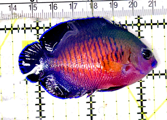 Coral Beauty Angelfish CBA070302 WYSIWYG Size: ML 2.75" approx