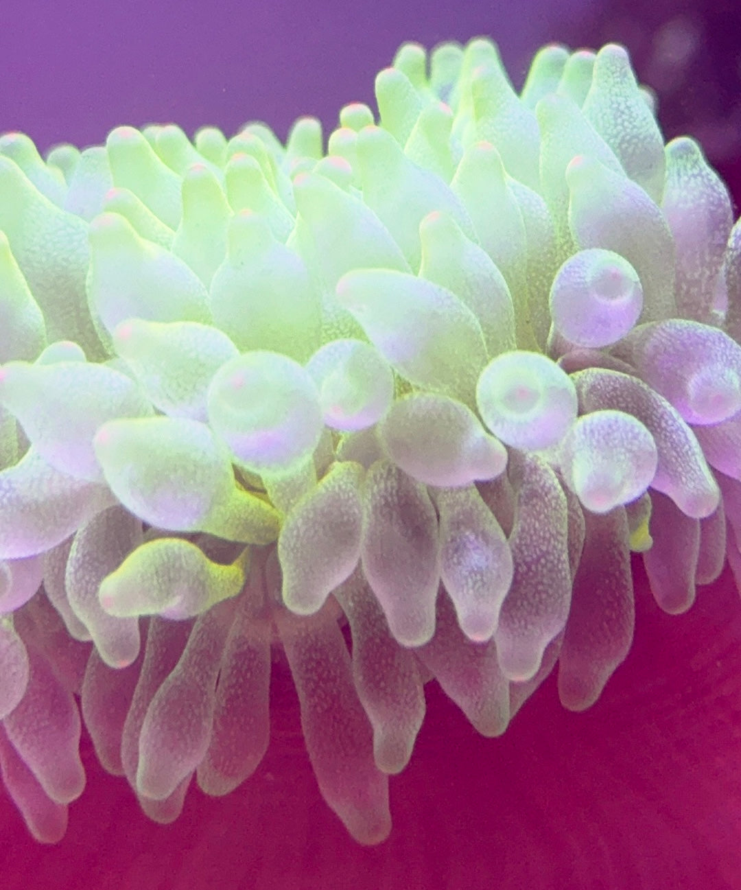 Green Bubble Tip Anemone Orange Base GBTAOB093001 WYSIWYG Size: L 4' to 5"