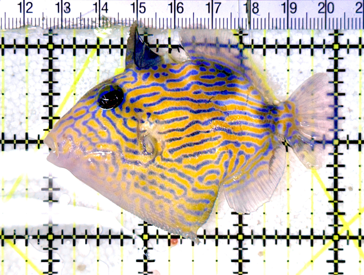 Blueline Triggerfish BT070301 WYSIWYG Size: SM 3" approx