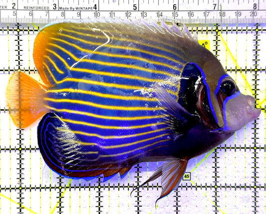 Emperor Angelfish Adult EAA071901 WYSIWYG Size: XL 6.25" approx