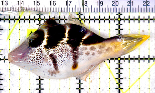 Blacksaddle Filefish BF070301 WYSIWYG Size: XL  3.5" approx