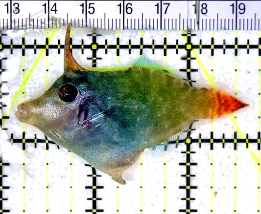 Red Tail  Filefish RTF070301 WYSIWYG Size: M 2.5"approx - Violet Aquarium 