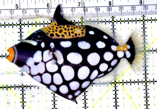 Clown Triggerfish CT070301 WYSIWYG Size: ML 4.75" approx