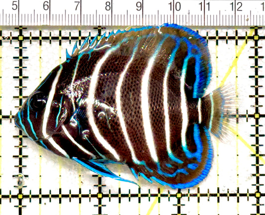 Koran Angelfish Juvenile KAJ100503 WYSIWYG Size: M 3" approx
