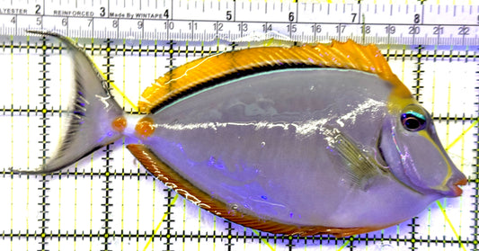 Naso Tang NT071903 WYSIWYG Size: XXL Streamers 7.25" approx