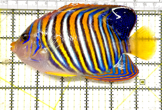 Regal Angelfish RA100501 WYSIWYG Size: XL 5.75" approx