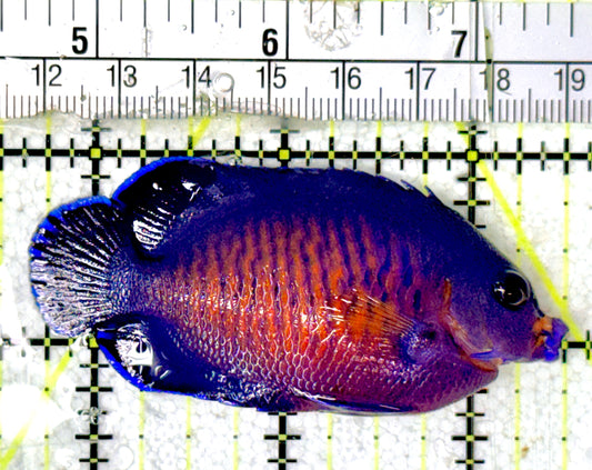 Coral Beauty Angelfish CBA070301 WYSIWYG Size: ML 2.75"