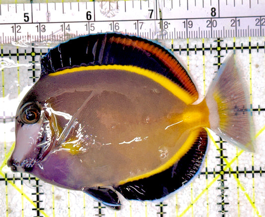 Powder Brown Tang PBT070302 WYSIWYG Size: L 4"