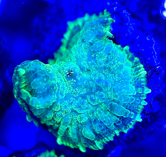 Aussie Bullseye Mushroom ABM042306 WYSIWYG