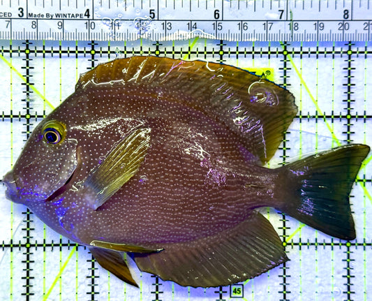 Yellow Eye Kole Tang (Spotted) YET071901 WYSIWYG Size: L 5.5"