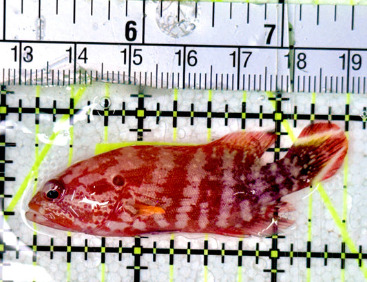 Red V-Tail Grouper RVTG070302 WYSIWYG Size: M 2.5"