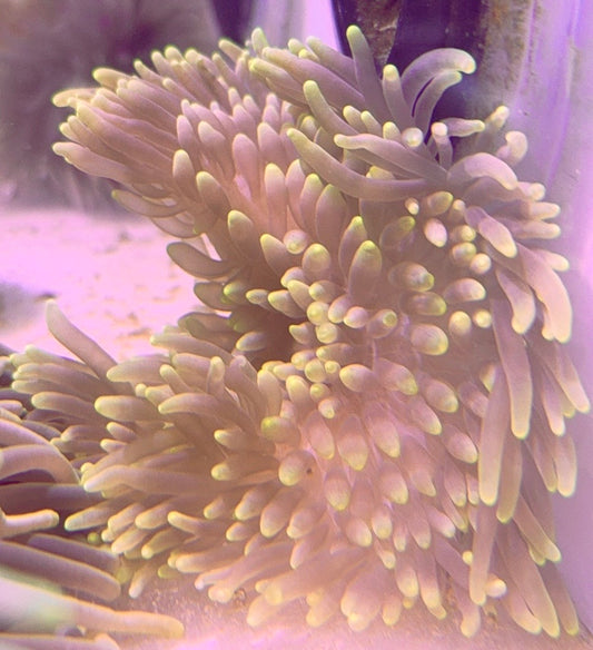Green Sebae Anemone GSA093001 WYSIWYG Size: L 4" to 5"