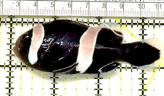 Black Saddleback Clownfish BSC100501 WYSIWYG Size: XL 3.25" approx