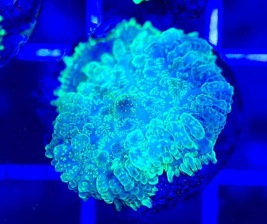 Aussie Bullseye Mushroom ABM0423007 WYSIWYG