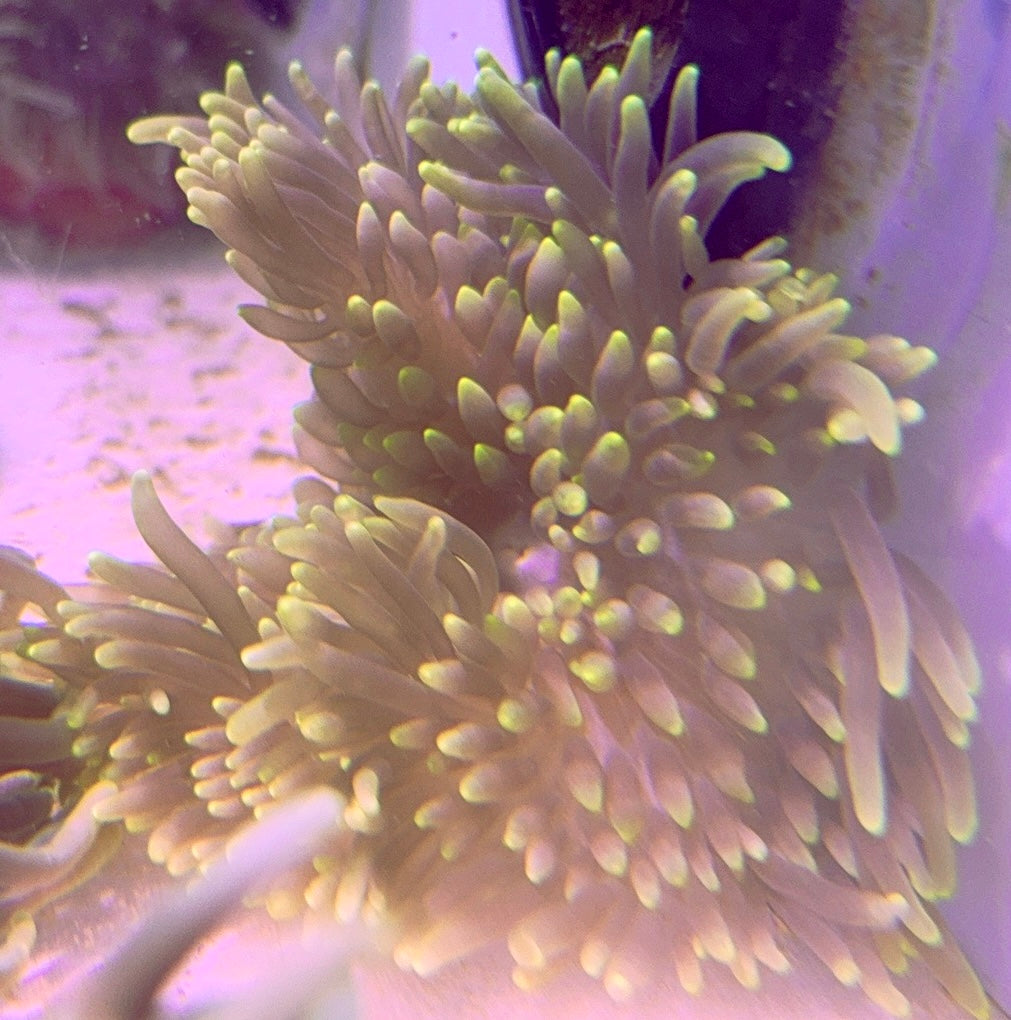 Green Sebae Anemone GSA093001 WYSIWYG Size: L 4" to 5"