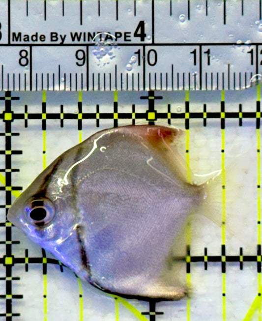 Mono Angelfish MA071901 WYSIWYG Size: SM 1.75"