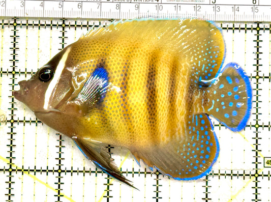 Sixbar Angelfish Adult SAA100501 WYSIWYG Size: L 5" approx