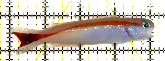 Marcosi Skunk Tilefish MST092101 WYSIWYG Size: L 4" approx