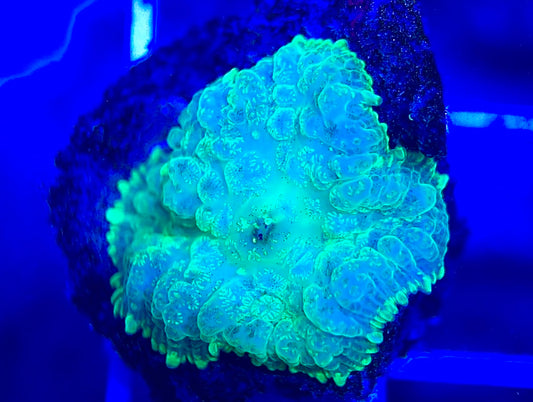 Aussie Bullseye Mushroom ABM042309 WYSIWYG