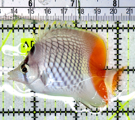 Pearlscale Butterflyfish PB070301 WYSIWYG Size: S 3"