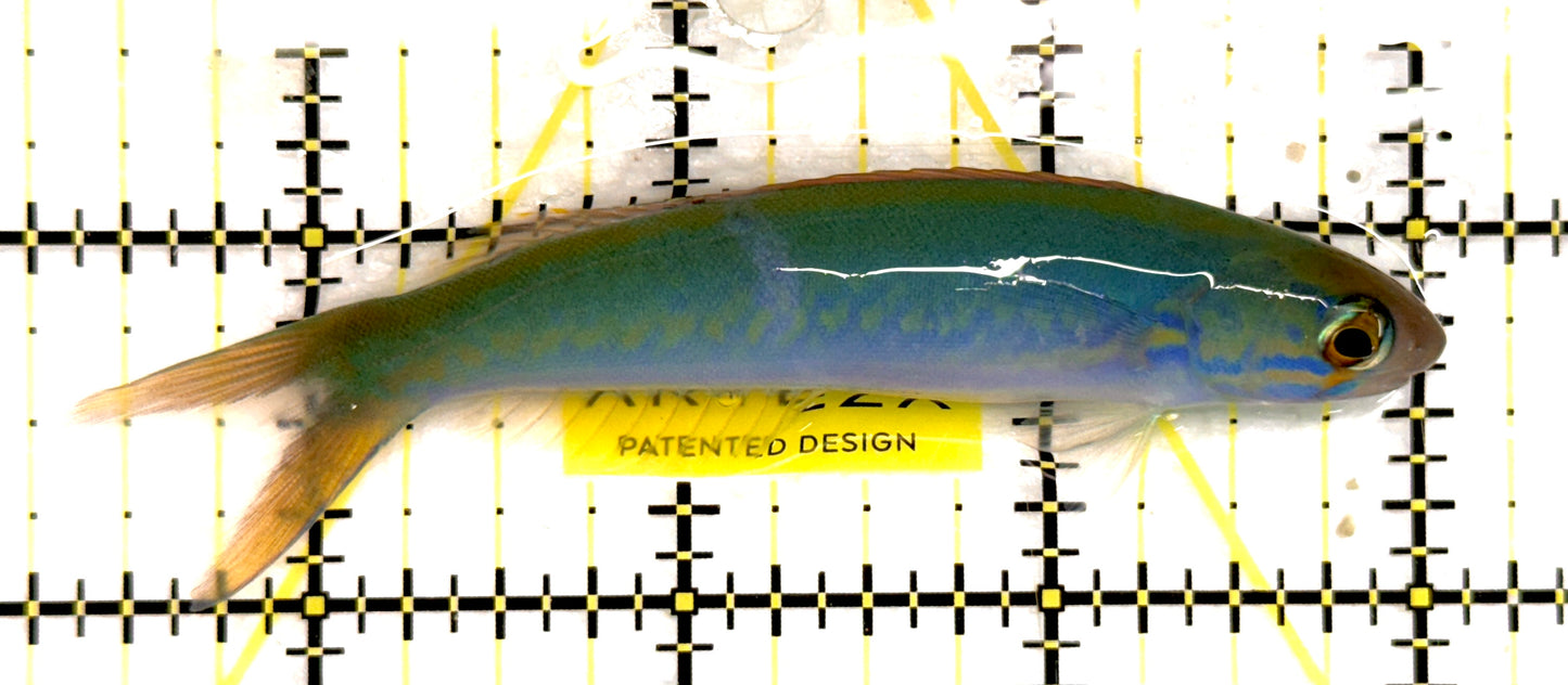 Flashing Tilefish FT092101 WYSIWYG Size: XL 3.75” approx