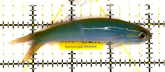 Flashing Tilefish FT092101 WYSIWYG Size: XL 3.75” approx