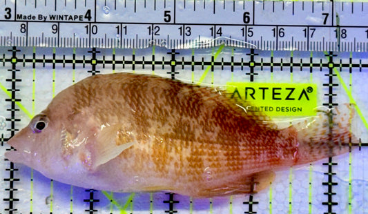 Golden Hawkfish GH071901 WYSIWYG Size: XXL/Show 4.5"