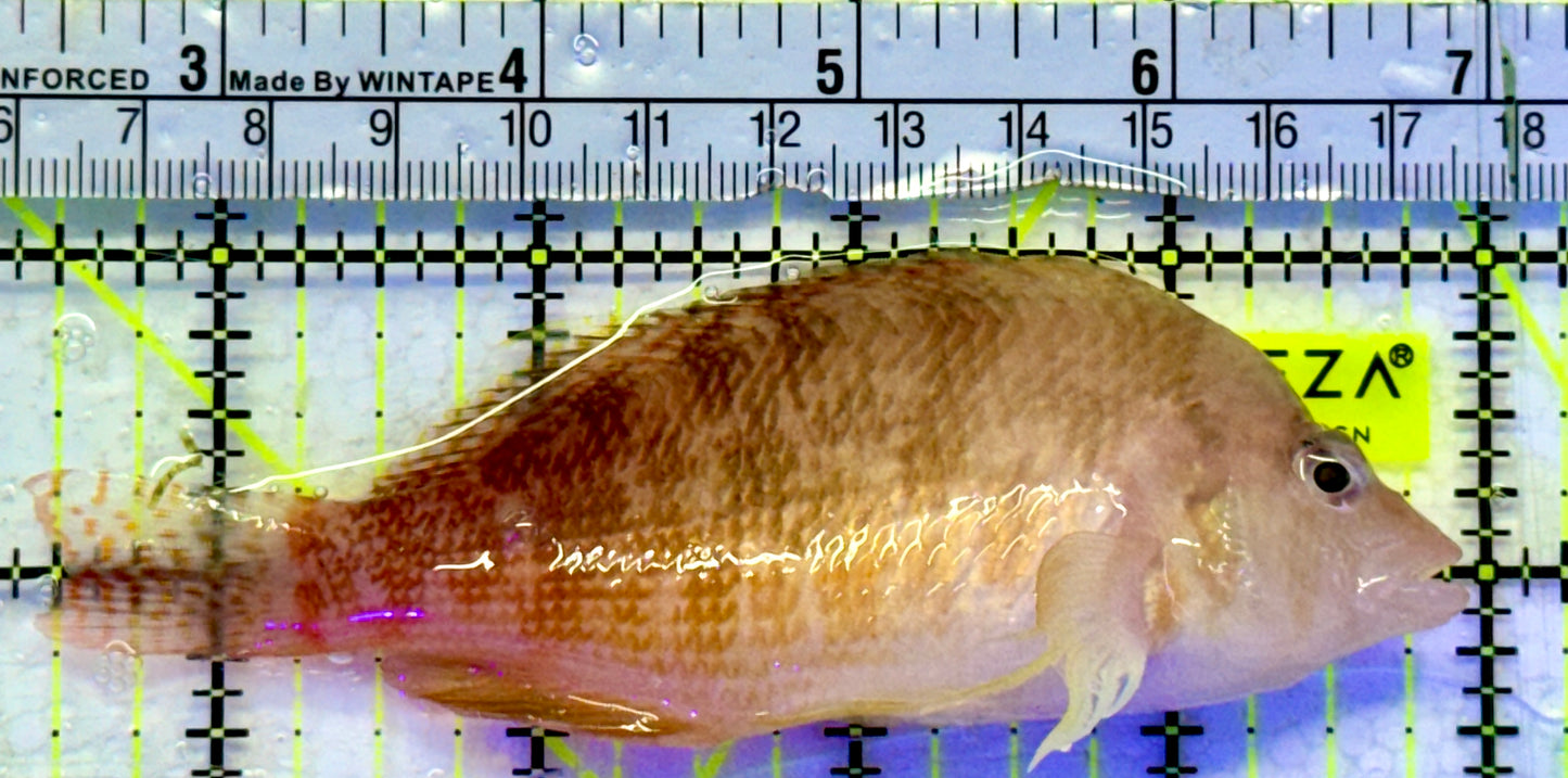 Golden Hawkfish GH071901 WYSIWYG Size: XXL/Show 4.5"