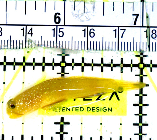 Yellow Watchman Goby YWG070301 WYSIWYG Size: L 1.75"