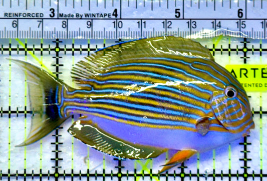 Clown Tang CT071901 WYSIWYG Size: M 4"