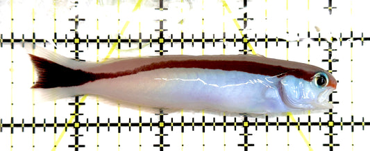 Marcosi Skunk Tilefish MST092102 WYSIWYG Size: L 3.75" approx
