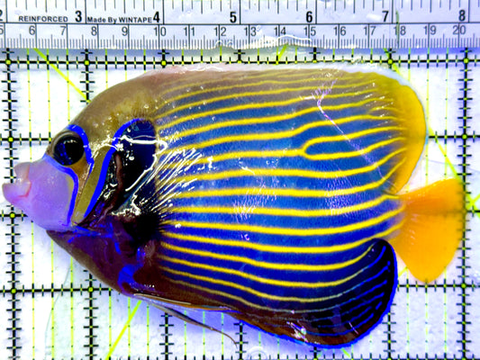 Emperor Angelfish Adult EA071901 WYSIWYG Size: L 6"