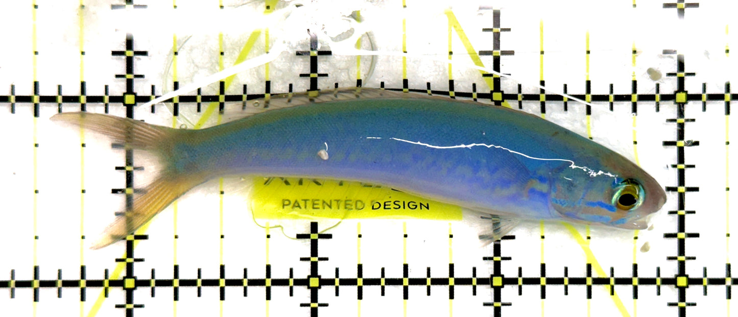 Flashing Tilefish FT092102 WYSIWYG Size: XL 3.5” approx