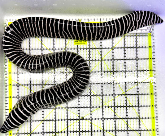 Zebra Moray Eel ZME071901 WYSIWYG Size: XXL/SHOW 30" (Very Thick in Diameter)