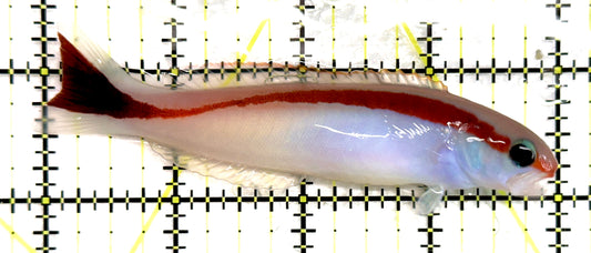 Marcosi Skunk Tilefish MST092103 WYSIWYG Size: L 4" approx