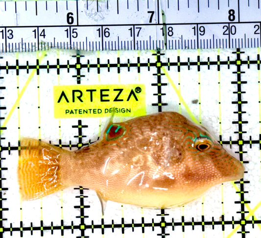 Bennetti's Toby Pufferfish BTP070301 WYSIWYG Size: XL 2.75"