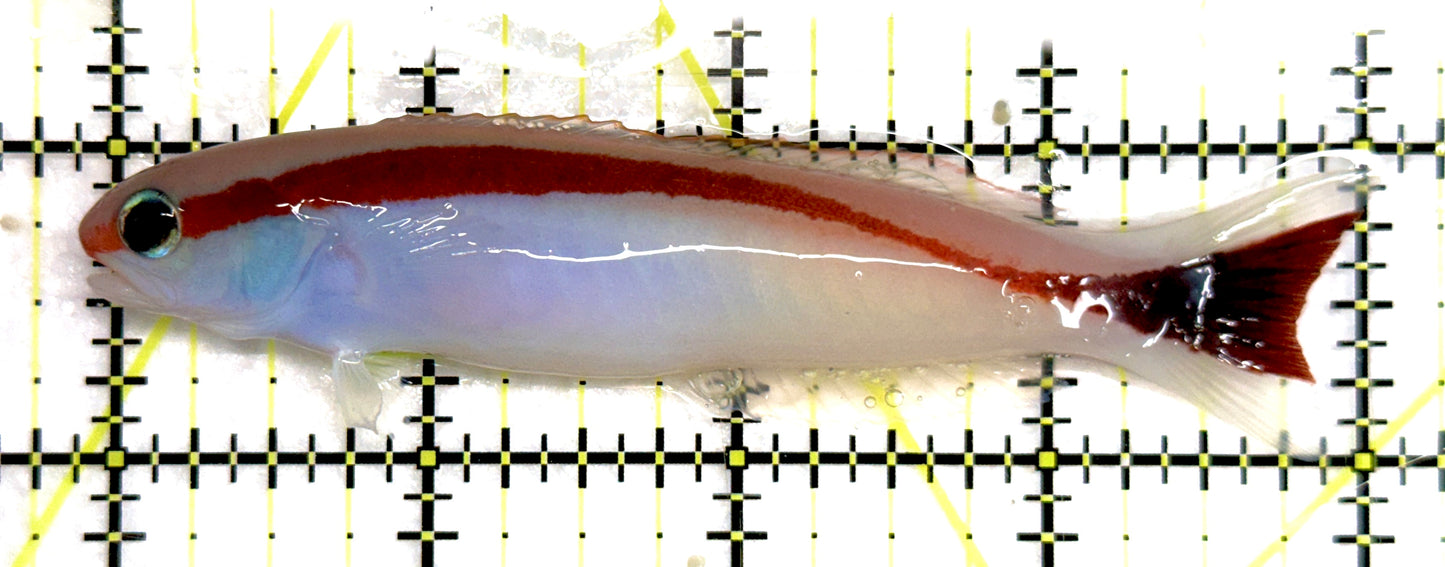 Marcosi Skunk Tilefish MST092103 WYSIWYG Size: L 4" approx