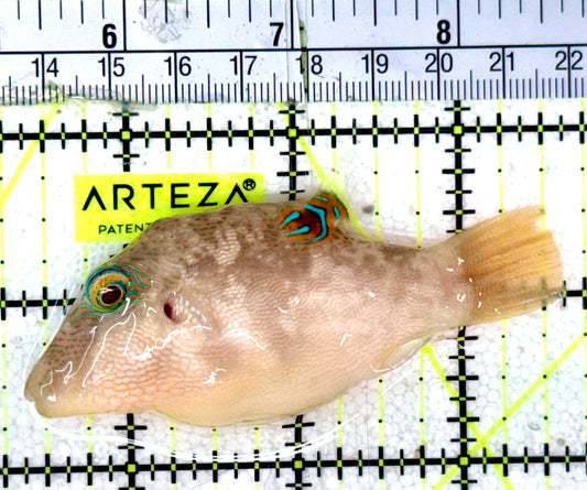 Bennetti's Toby Pufferfish BTP070302 WYSIWYG Size: XXL 3.25"