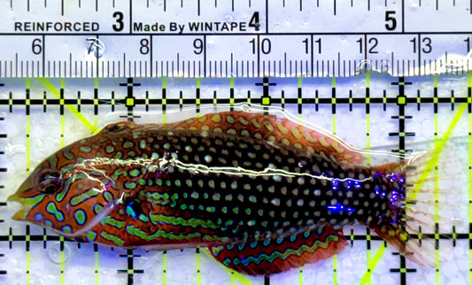 Ornate Leopard Wrasse OLW071901 WYSIWYG Size: XL 3.5"