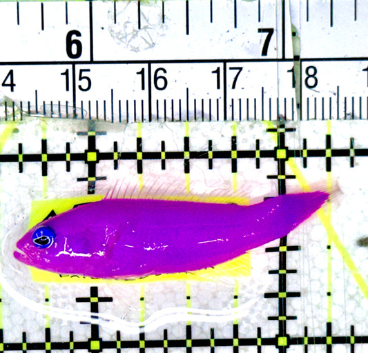 Strawberry Dottyback SD070301 WYSIWYG Size: 1.75"