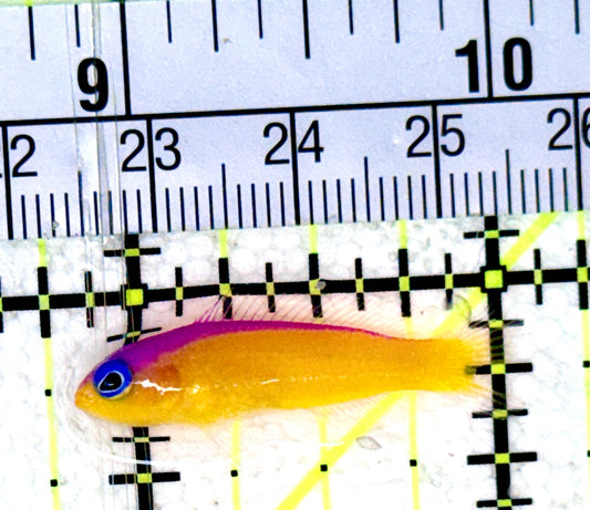 Diadem Dottyback DD070301 WYSIWYG Size: 1.25"