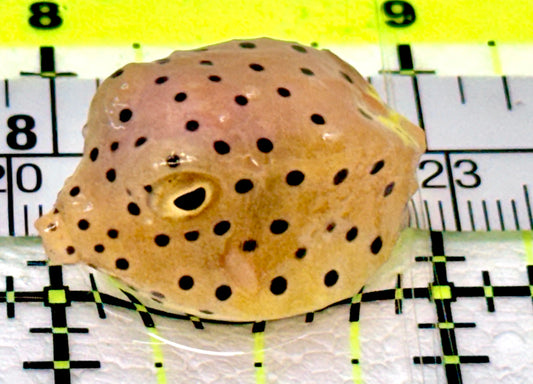 Yellow Polka Dot Boxfish YPDB070301 WYSIWYG Size: Tiny 1"
