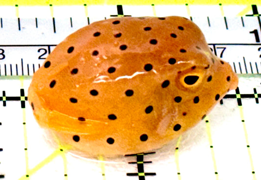 Yellow Polka Dot Boxfish YPDB070302 WYSIWYG Size: S 2"