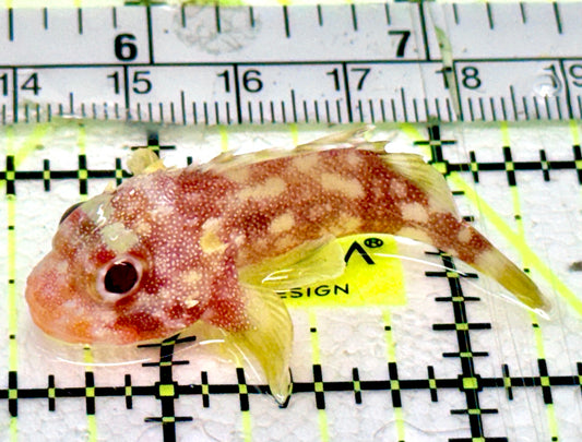 Yellowspotted Scorpionfish YS070301 WYSIWYG Size: 1.75"