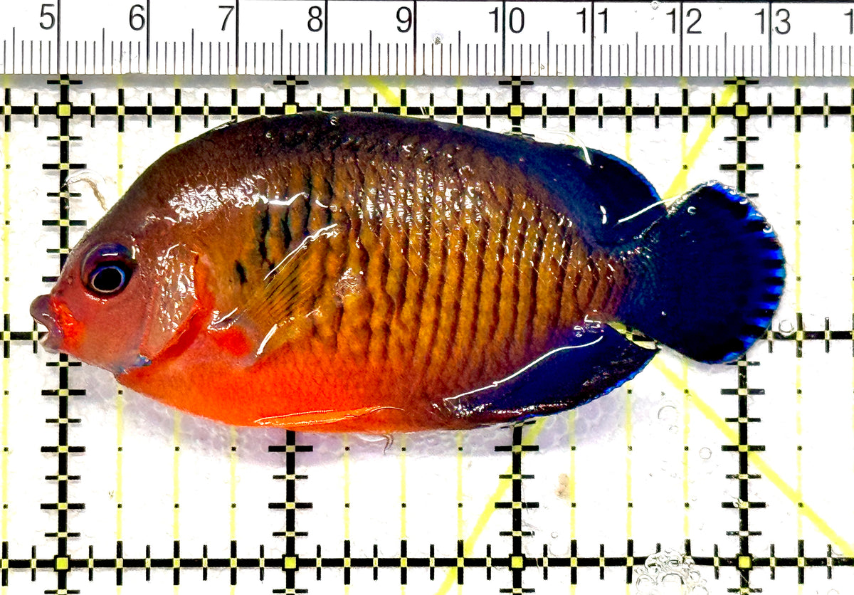 Coral Beauty Angelfish CBA100602 WYSIWYG Size: L 3.25" approx