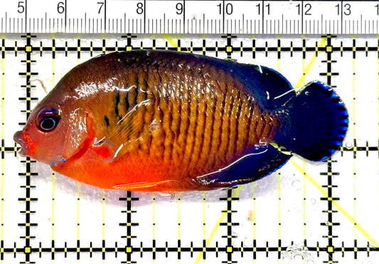 Coral Beauty Angelfish CBA100602 WYSIWYG Size: L 3.25" approx