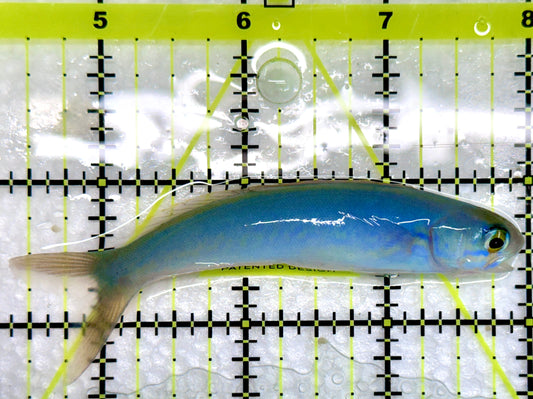 Flashing Tilefish FTF092101 WYSIWYG Size: XL 3.5”