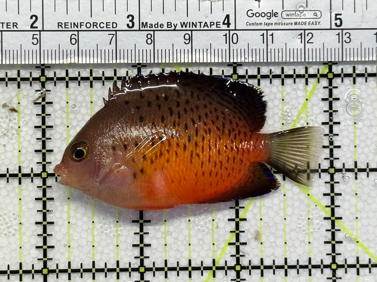 Rusty Angelfish RA100601 WYSIWYG Size: ML 3"approx