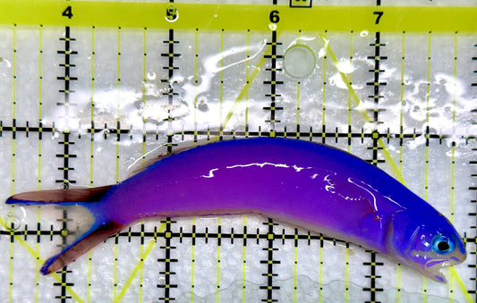 Purple Tilefish PT092101 WYSIWYG Size: XL 4.5"