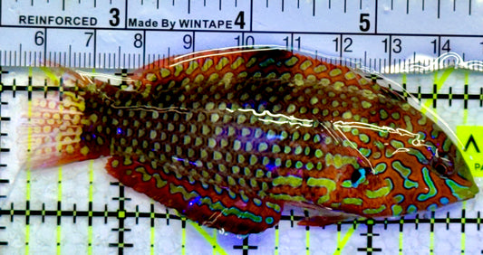 Ornate Leopard Wrasse OLW071904 WYSIWYG Size: XXL Above 3.75"